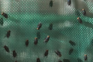 Inside the Fight Against a Flesh-Eating Fly in Mexico